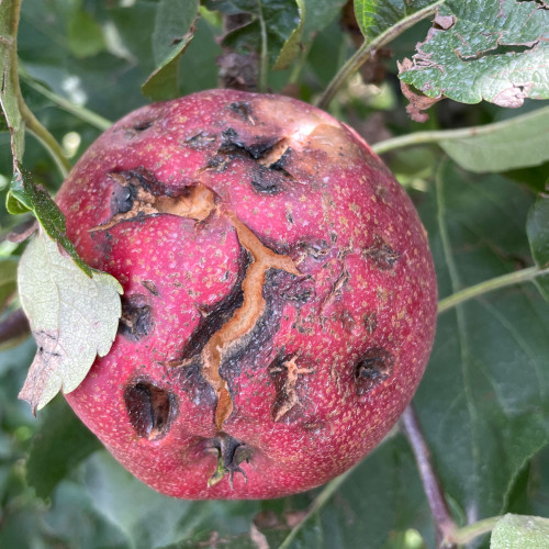 pilzbefallene Äpfel